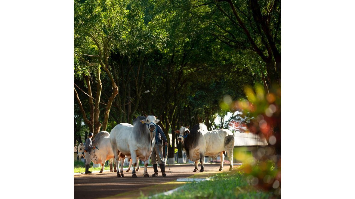 Mapa atende solicitação da ABCZ e amplia prazo para atribuição de apelidos a animais já portadores de RGD