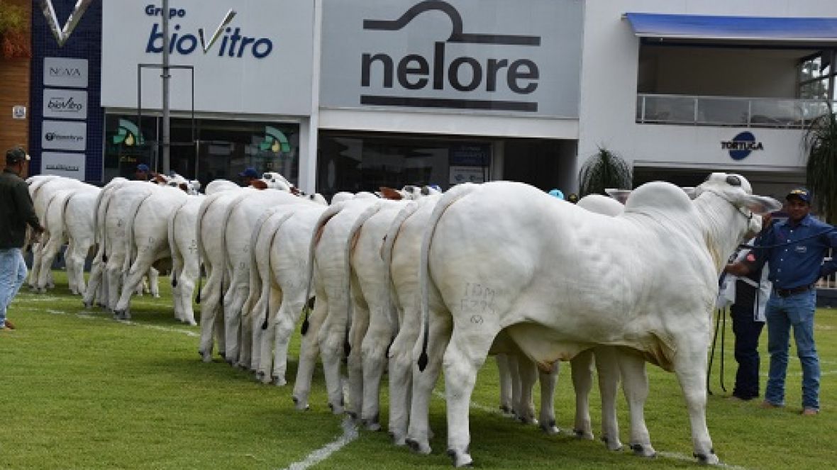 Parque Fernando Costa irá sediar a Expoinel Minas 2022