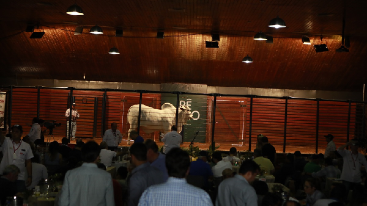 ExpoZebu 2019 já conta com 35 leilões e shoppings de animais