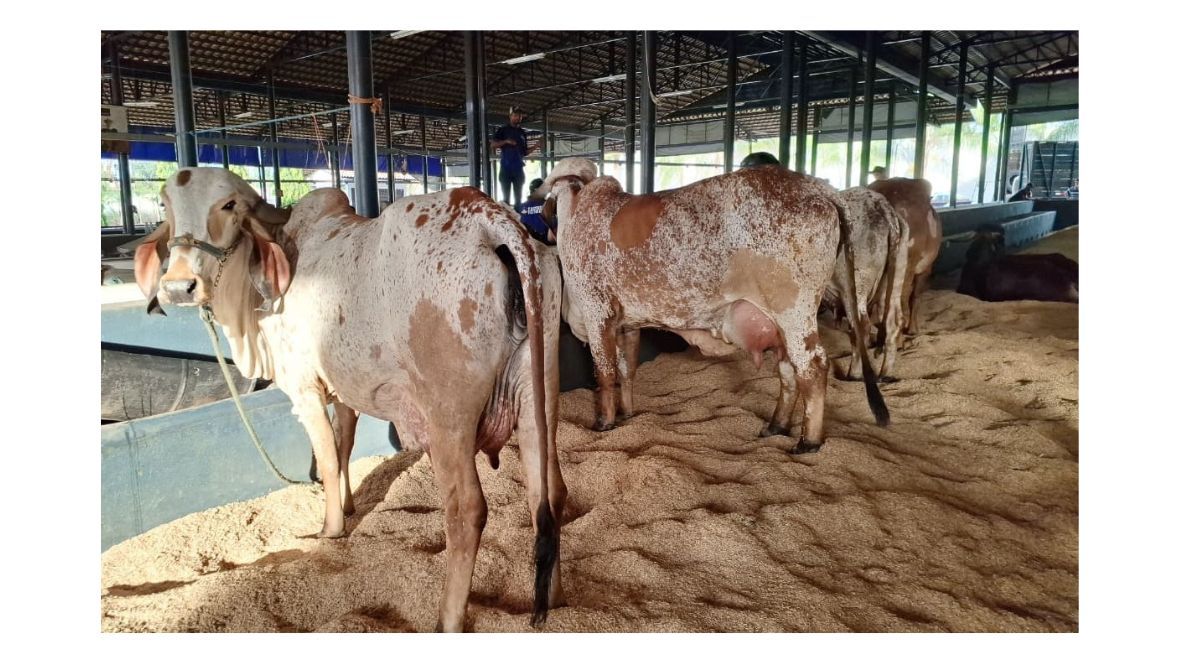 3ª ExpoLeite: matrizes do Concurso Leiteiro chegam antes ao Parque Fernando Costa, em Uberaba (MG)