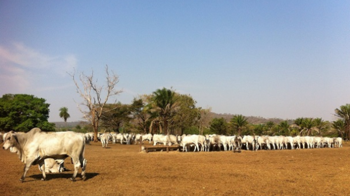 Fazenda Furna Linda e PMGZ apresentam melhoramento genético em Mirassol D`Oeste/MT