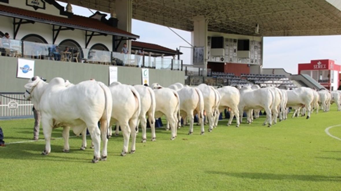 Julgamentos da 43ª Expoinel começam no domingo
