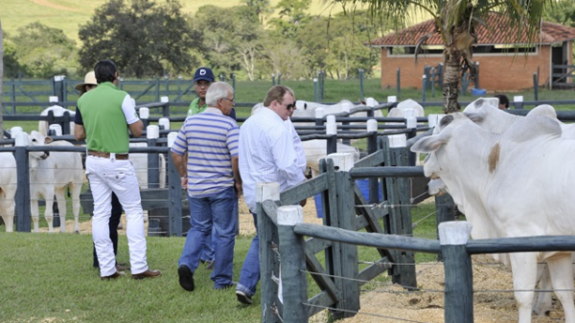 Aberta agenda de shoppings de animais da ExpoZebu 2015