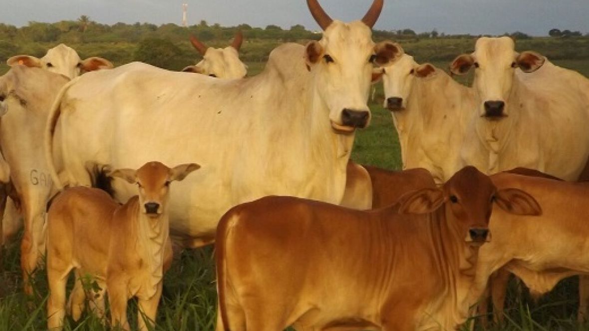 Novas características no 100% PMGZ a partir do mês de maio
