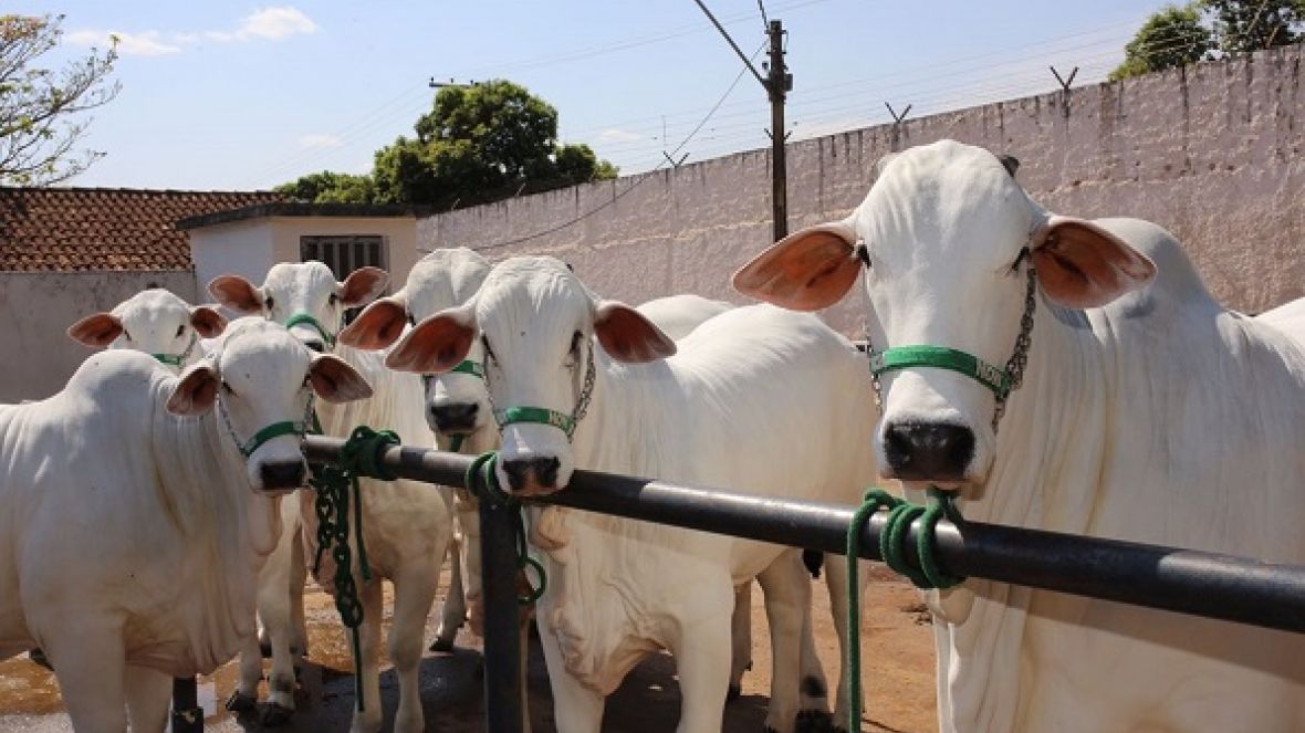 Expoinel 2017: pesagens dos animais da Raça Nelore começam nesta sexta-feira