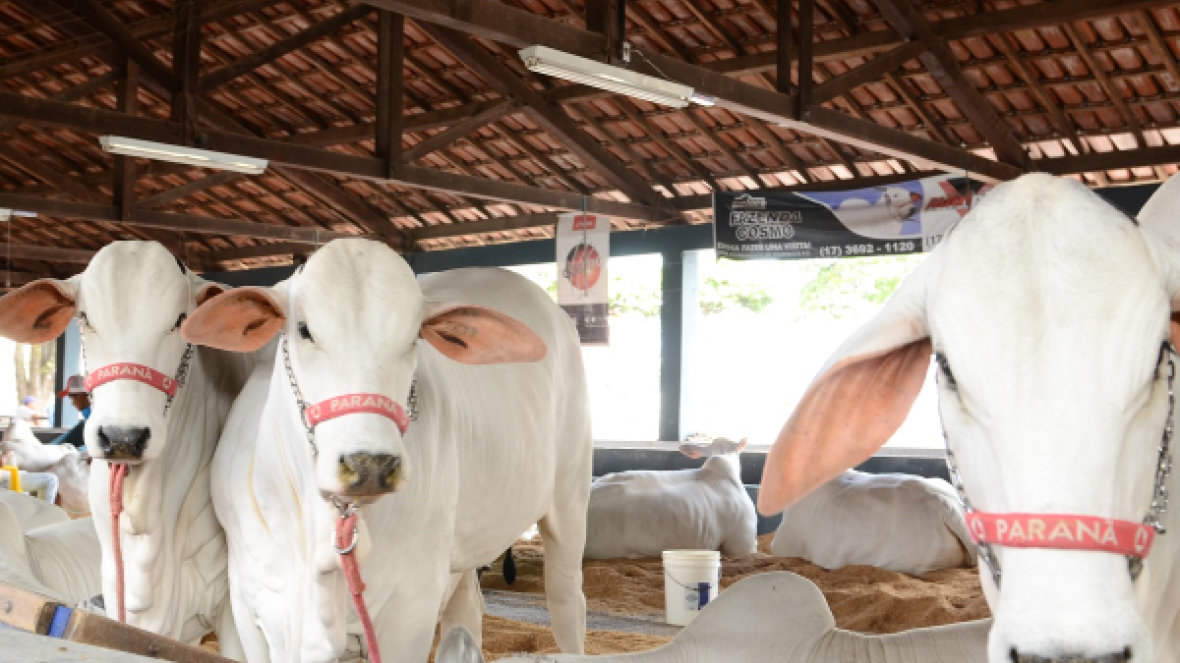 ExpoZebu 2018: número de animais inscritos já supera o mesmo período do ano passado