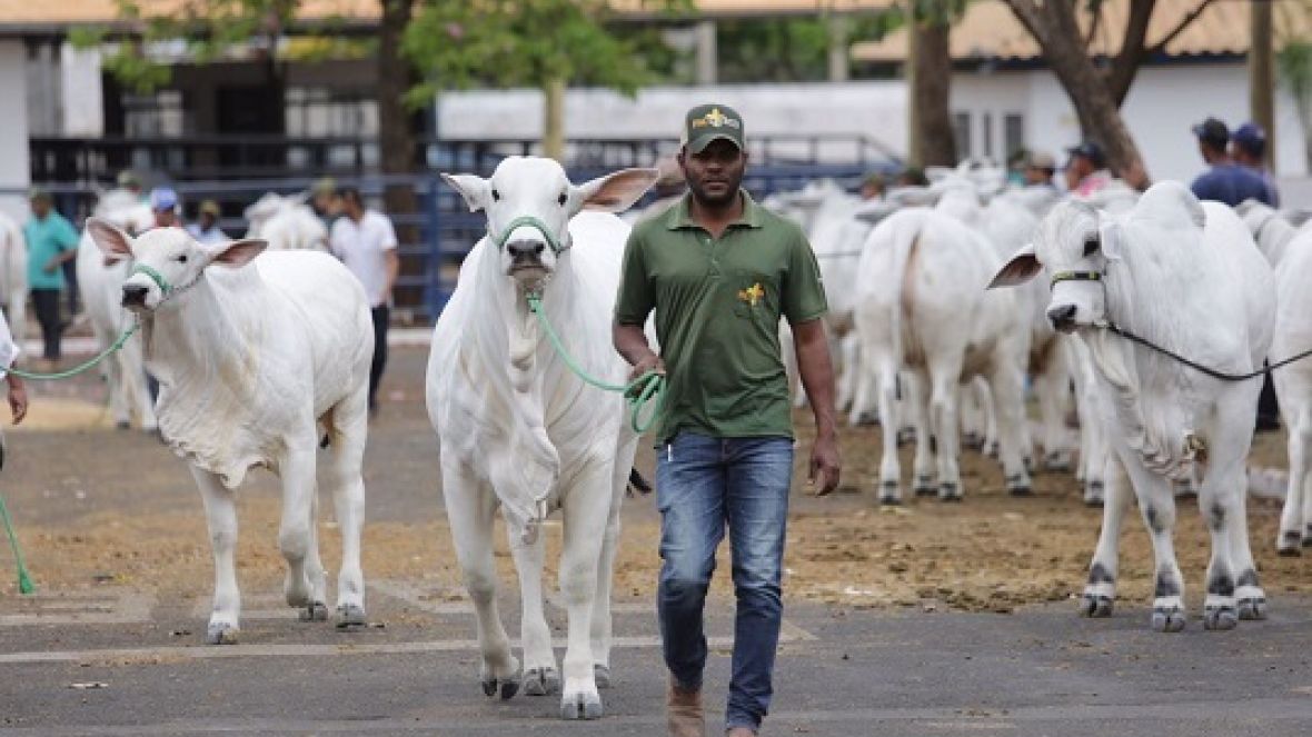 Expoinel 2017 começa nesta segunda-feira (25)