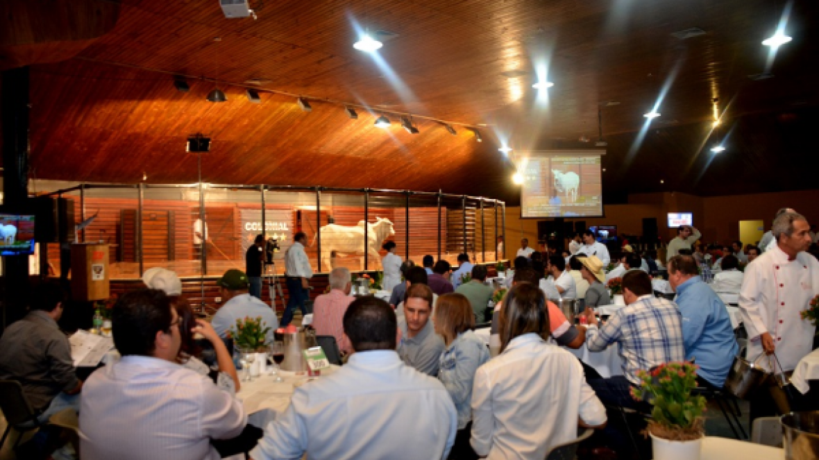 Leilões da ExpoGenética movimentam mercado de touros