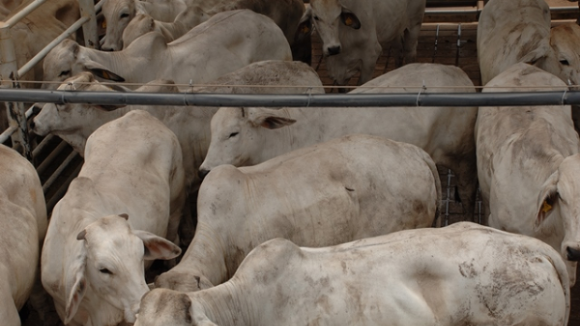 Exportações de carne tem melhor desempenho do ano em setembro