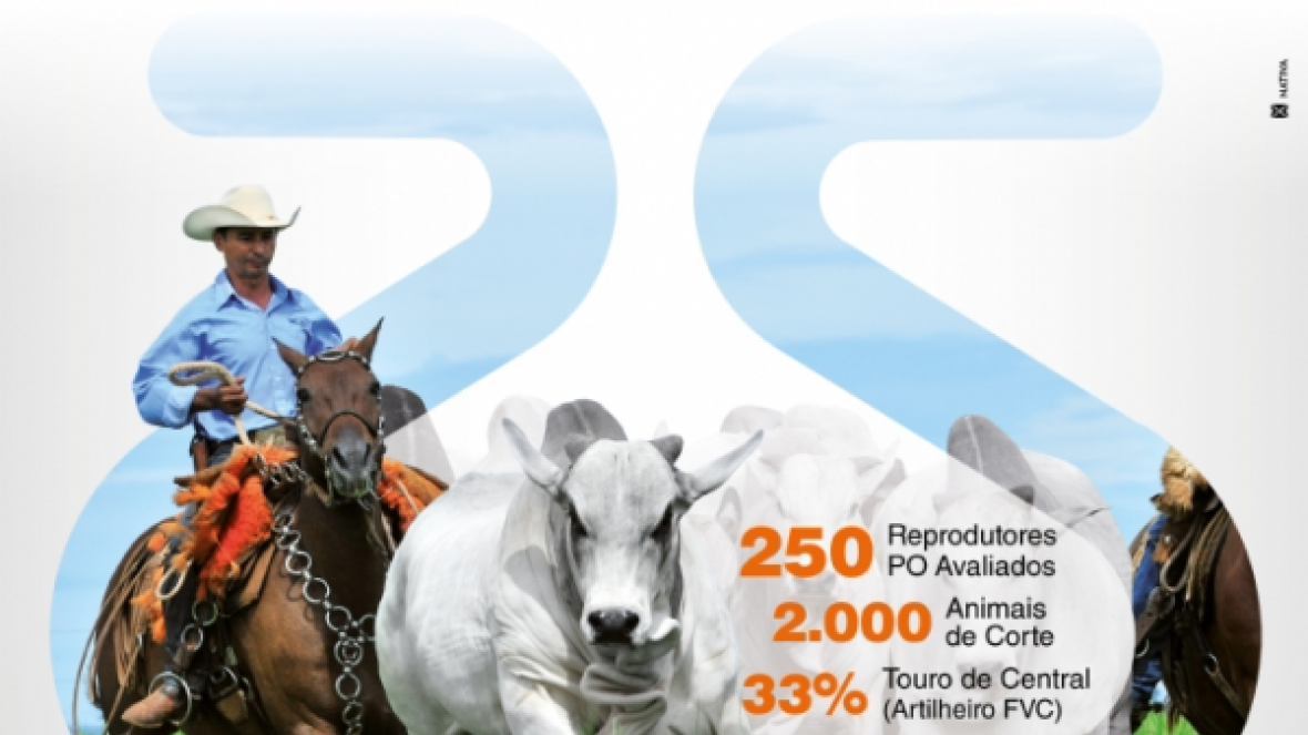 9º Leilão Nelore Vera Cruz oferta touros avaliados pelo PMGZ