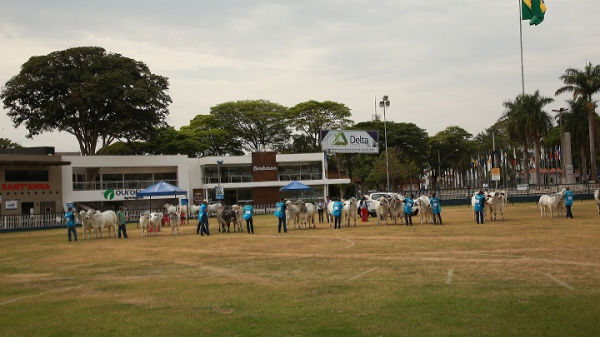 XII ExpoBrahman começa hoje em Uberaba 