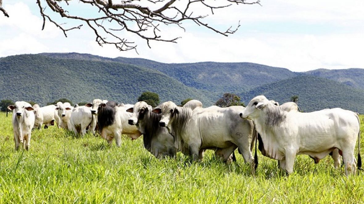 PMGZ é tema de palestra durante Dia de Campo no MT