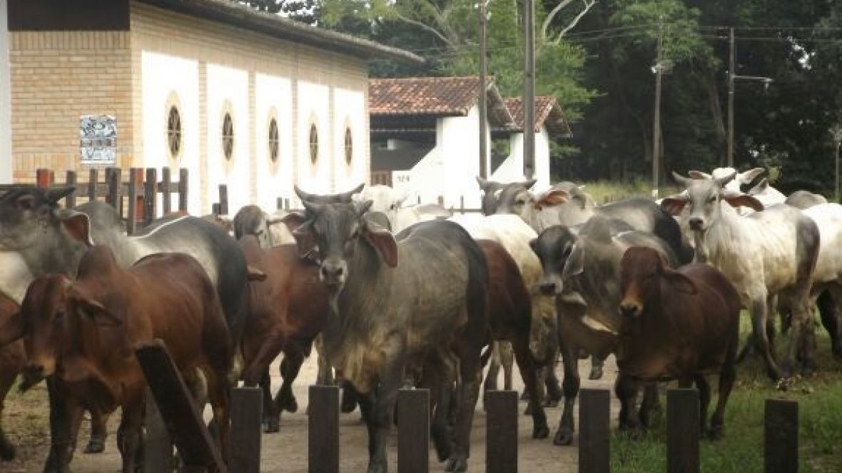 Três raças fizeram bonito na PGP da ANORC  