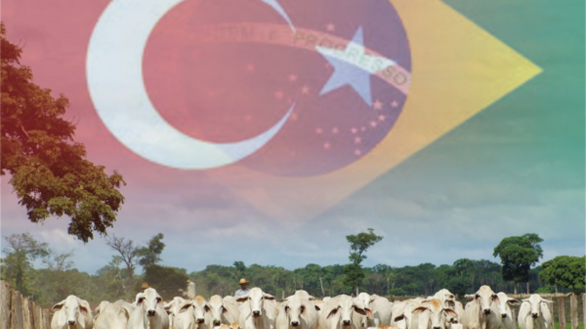 Brasil diversifica exportações de gado para a Turquia