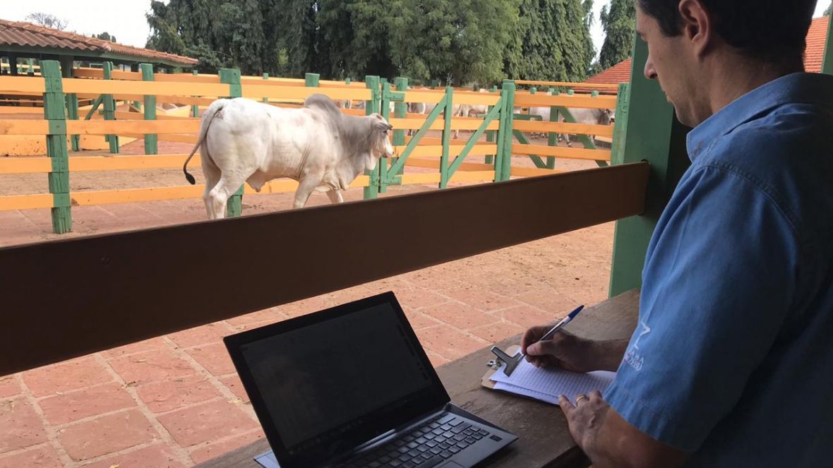 Registro Definitivo dos animais agrega valor ao rebanho