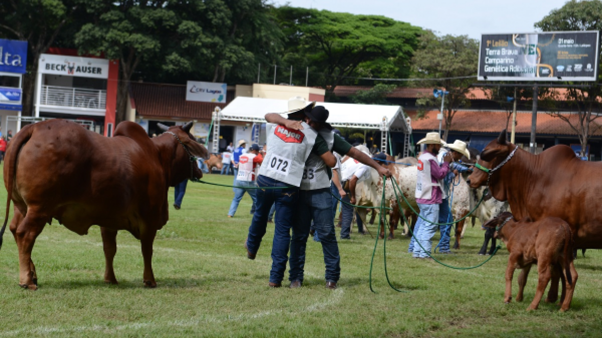 Grandes campeões da ExpoZebu 2019 são anunciados no PFC
