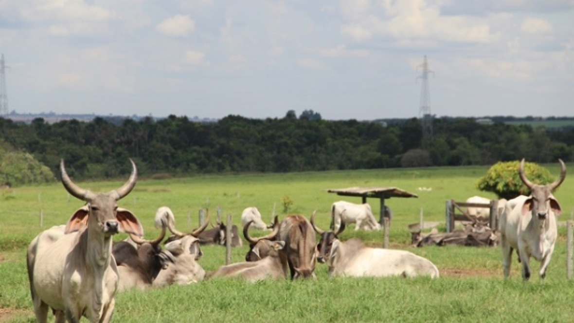 ONU recomenda avanços em questão de bem estar animal 