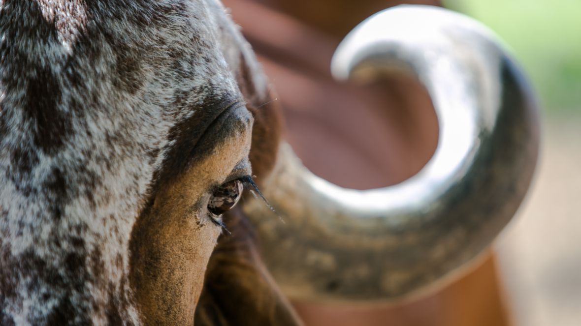 ABCZ divulga programação oficial da ExpoLeite