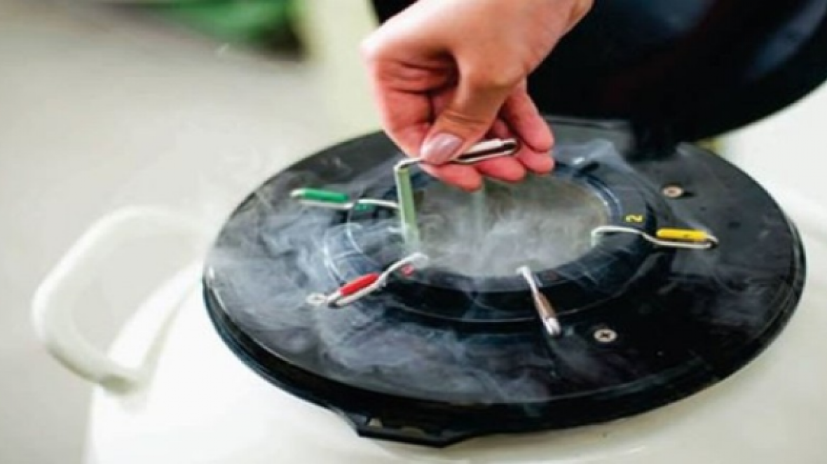 Brasil vai exportar material genético bovino para Moçambique