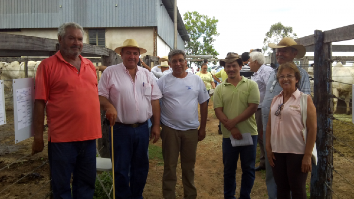 Vendas de touros seguem firmes nas feiras do Pró-Genética