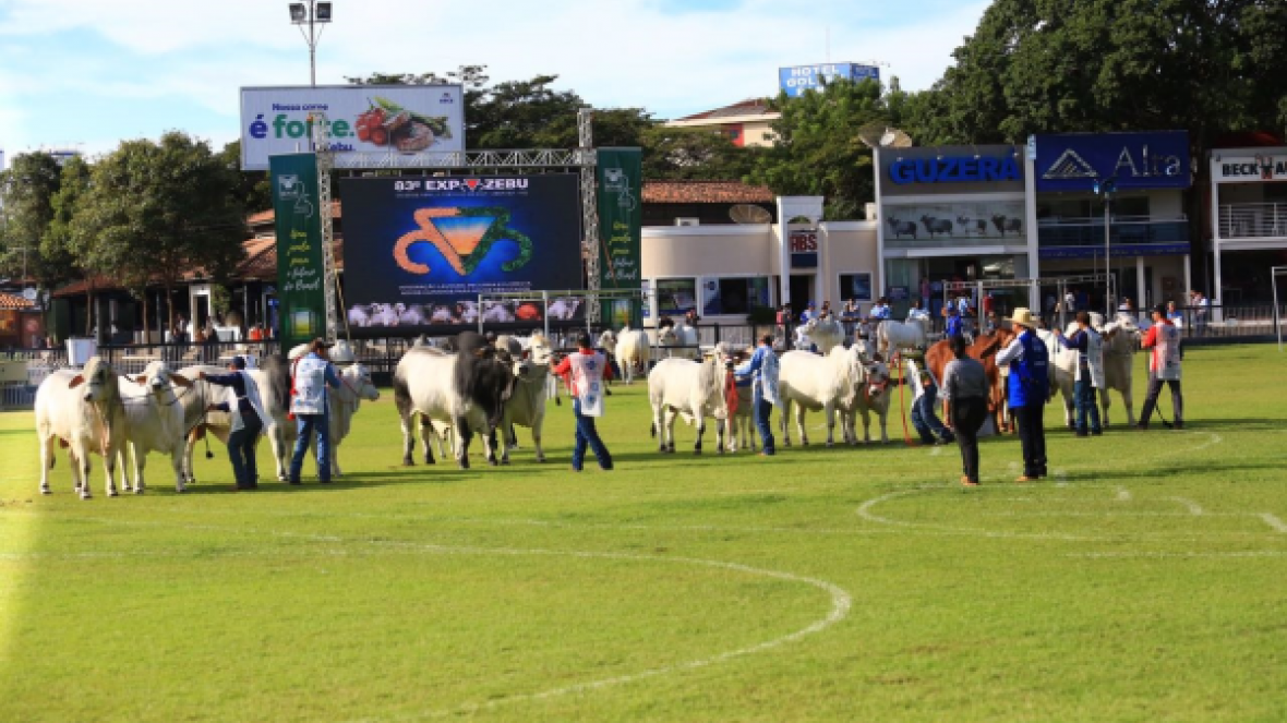 Brahman divulga as primeiras campeãs da ExpoZebu 2017