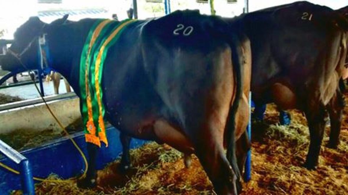 Fêmea Guzolando bate recorde em torneio da Exposição de Governador Valadares 