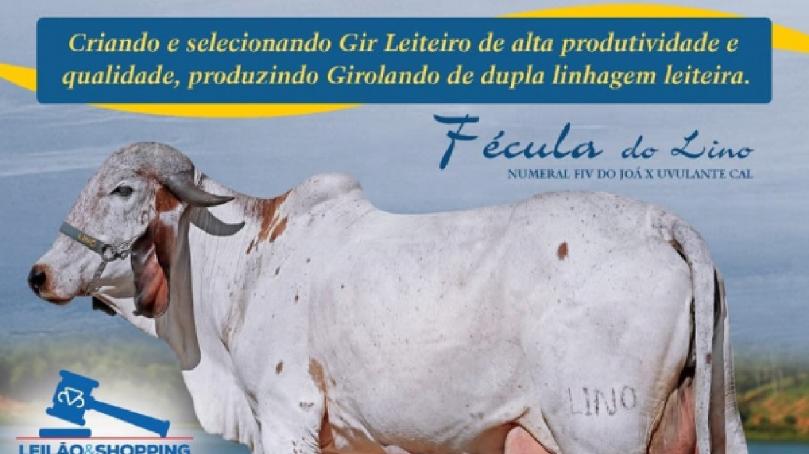 ?VII Leilão Gir e Girolando do Lino? será realizado em Martinho Campos (MG), no sábado (29)