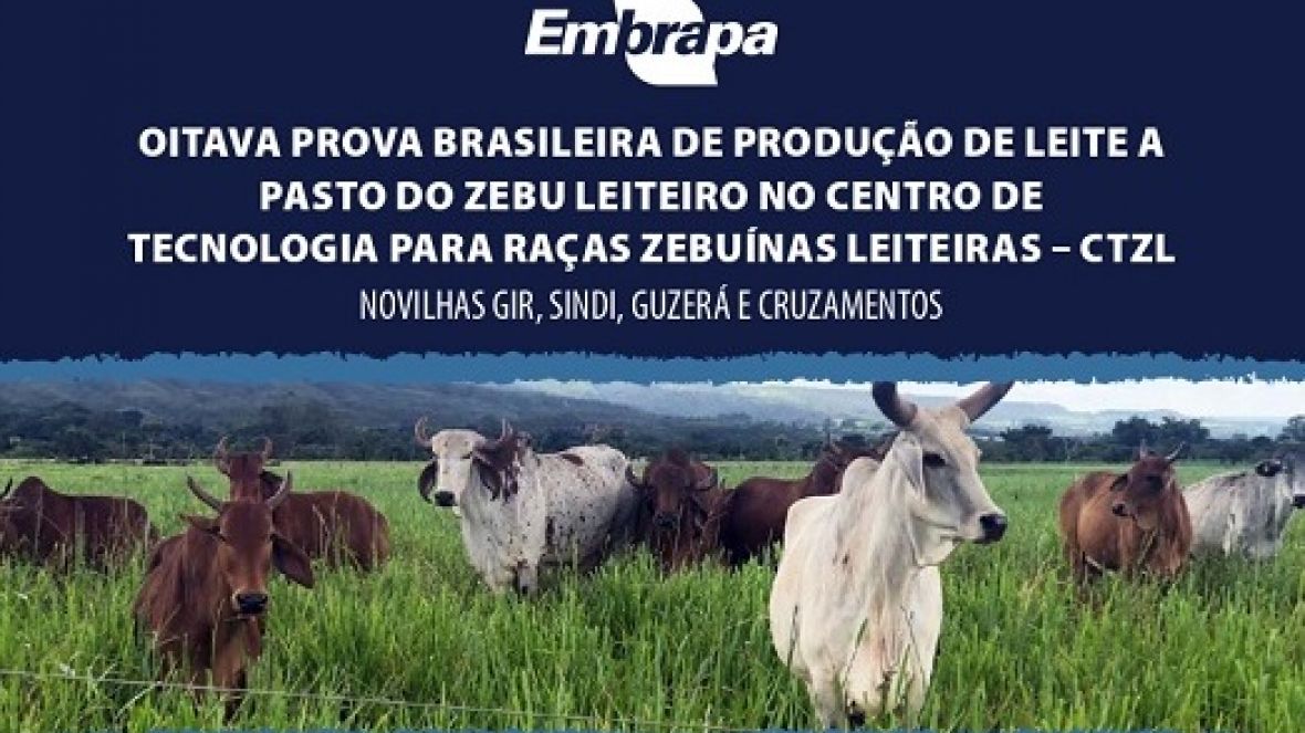 8ª Prova de Leite a Pasto da Embrapa Cerrados abre inscrições em junho; novilhas devem ser inseminadas ou cobertas entre 1º de março e 4 de abril