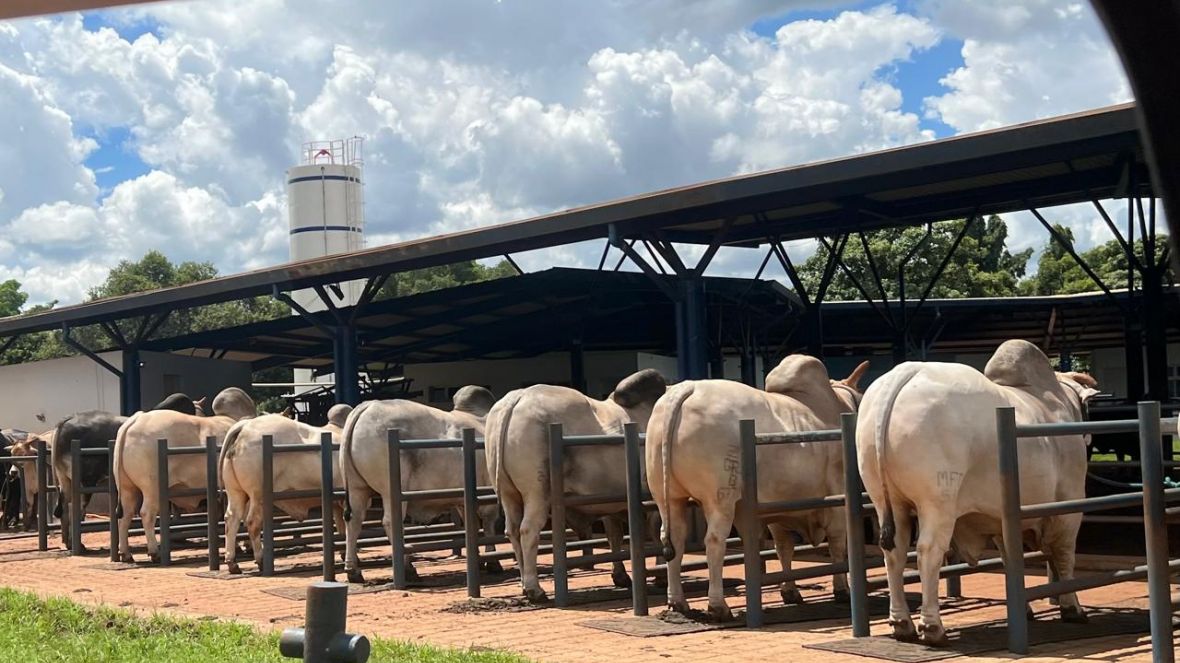 ABCZ apresenta novidades na definição de nomes de animais registrados pela associação