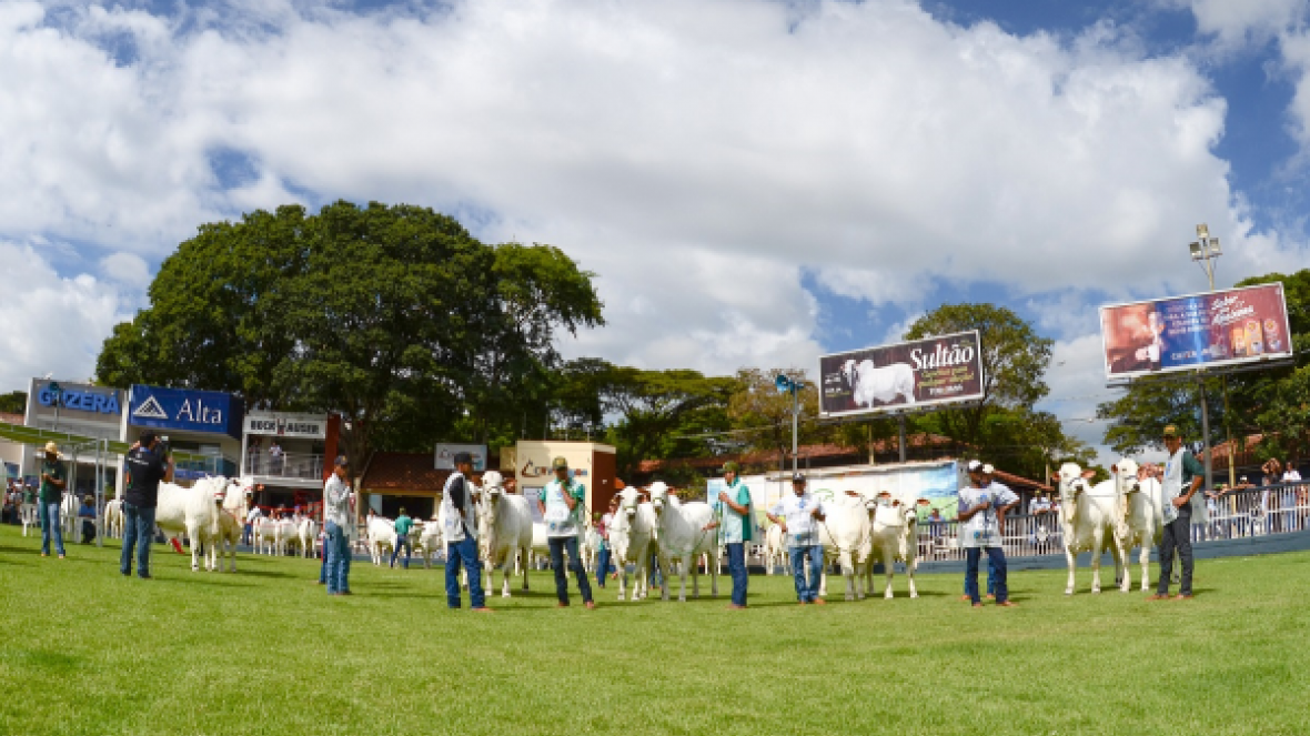 ExpoZebu: Começam os julgamentos no Parque Fernando Costa