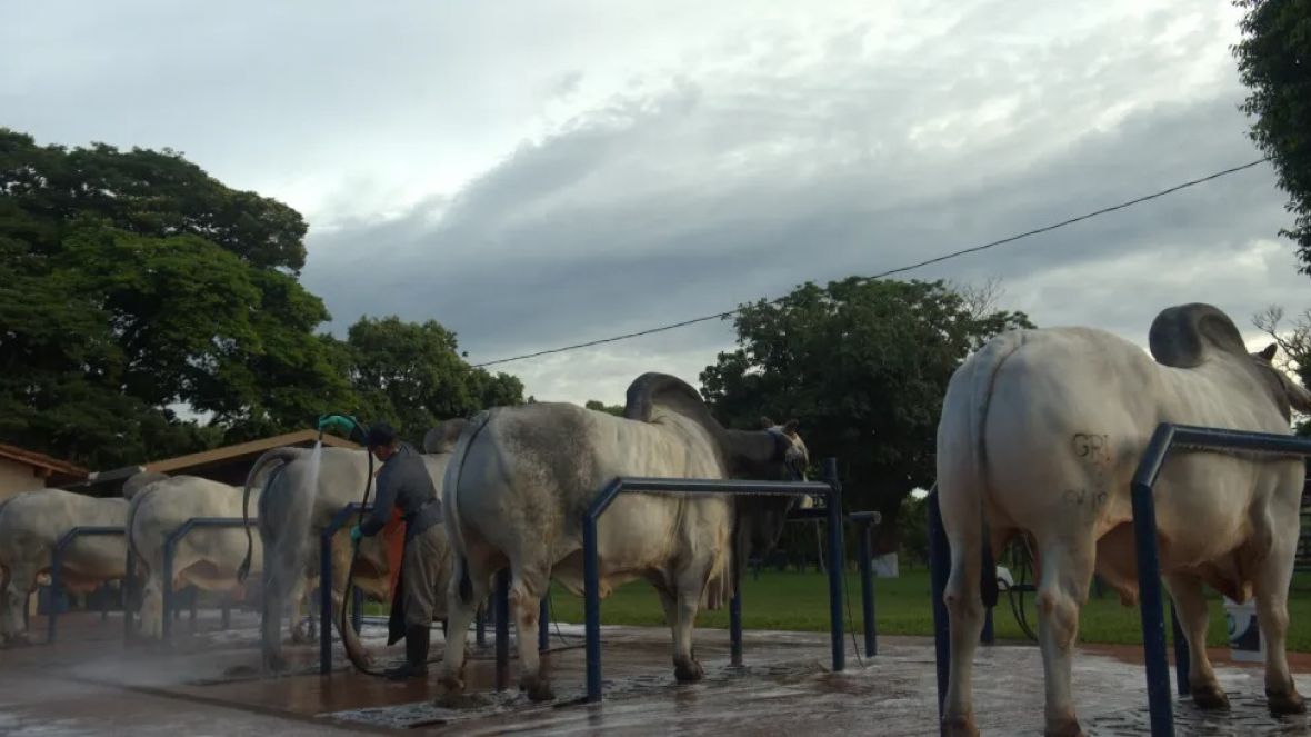 Mapa publica novas regras de comercialização de sêmen em centrais