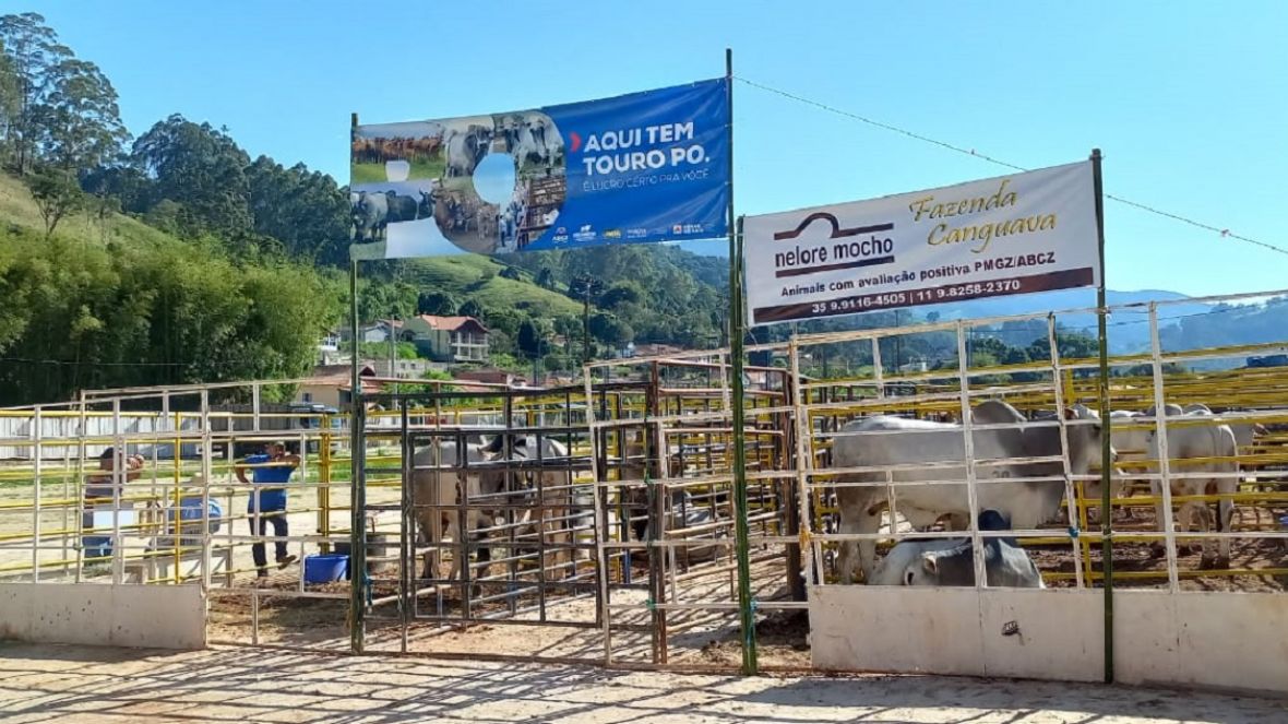 Confira a agenda de Feiras de Touros Pró-Genética da primeira quinzena de novembro