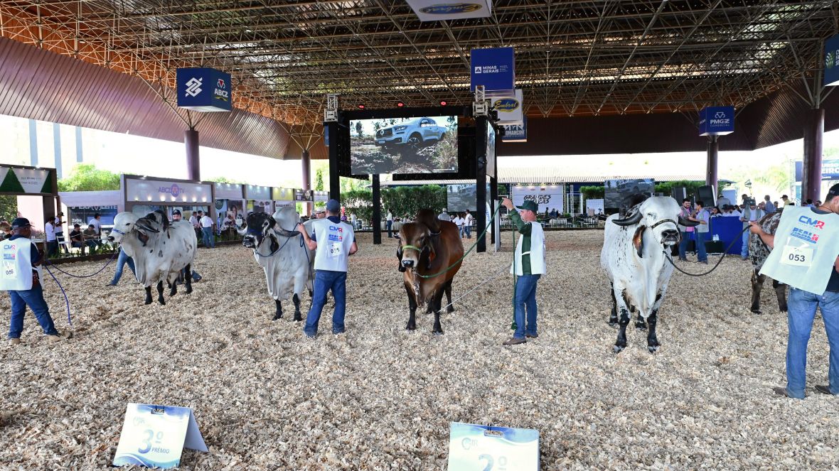 Gir Leiteiro estreia na pista de julgamentos da 3ª ExpoLeite