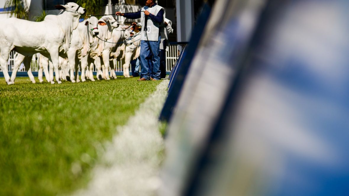 89ª ExpoZebu já tem mais de 2 mil animais inscritos