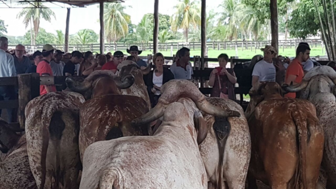 Franceses conhecem seleção de Gir Leiteiro no Mato Grosso