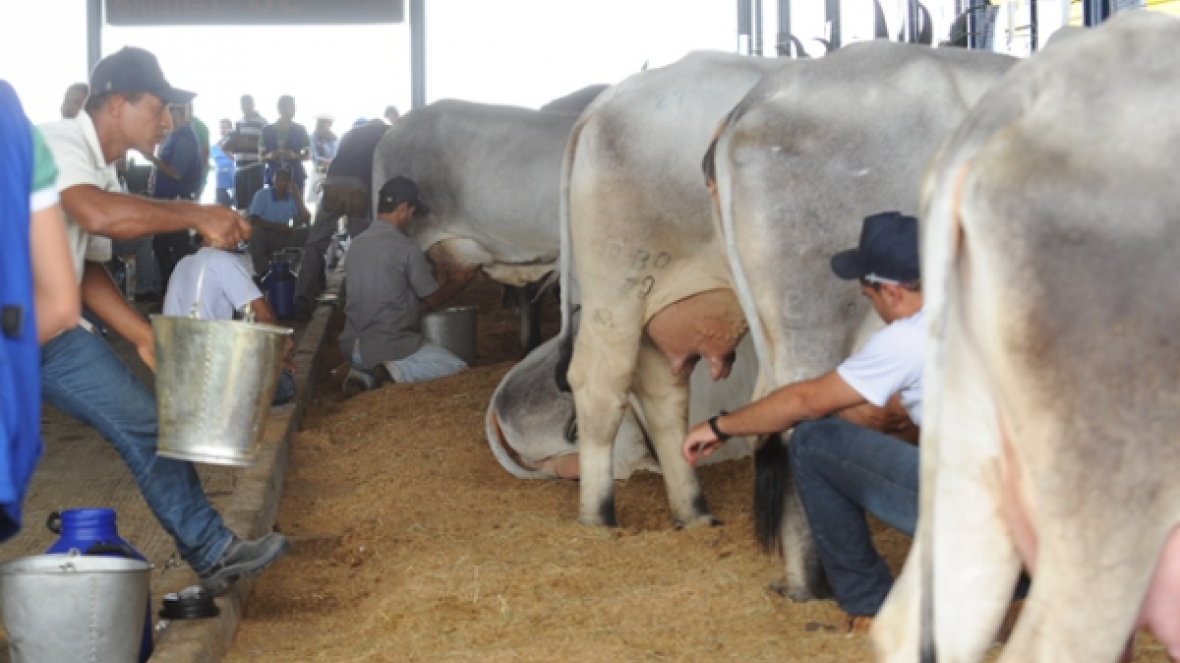 PMGZ Leite terá programação técnica após ordenhas 