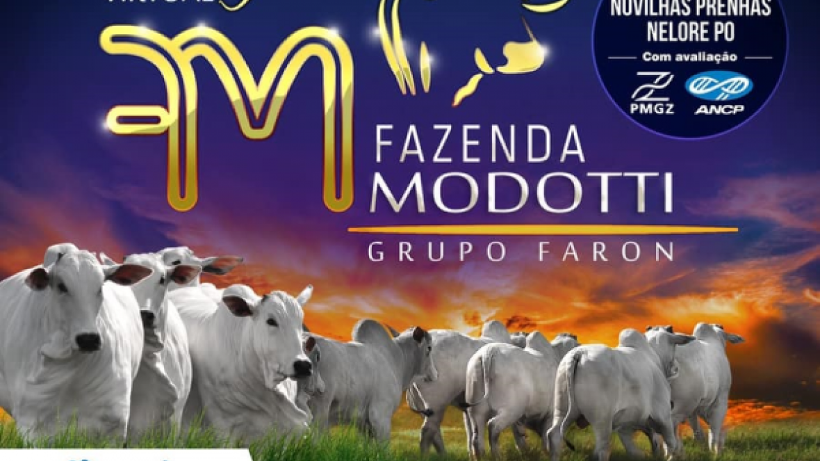 ?Leilão Virtual Fazenda Modotti? vai oferecer 80 exemplares de Nelore no próximo dia 23