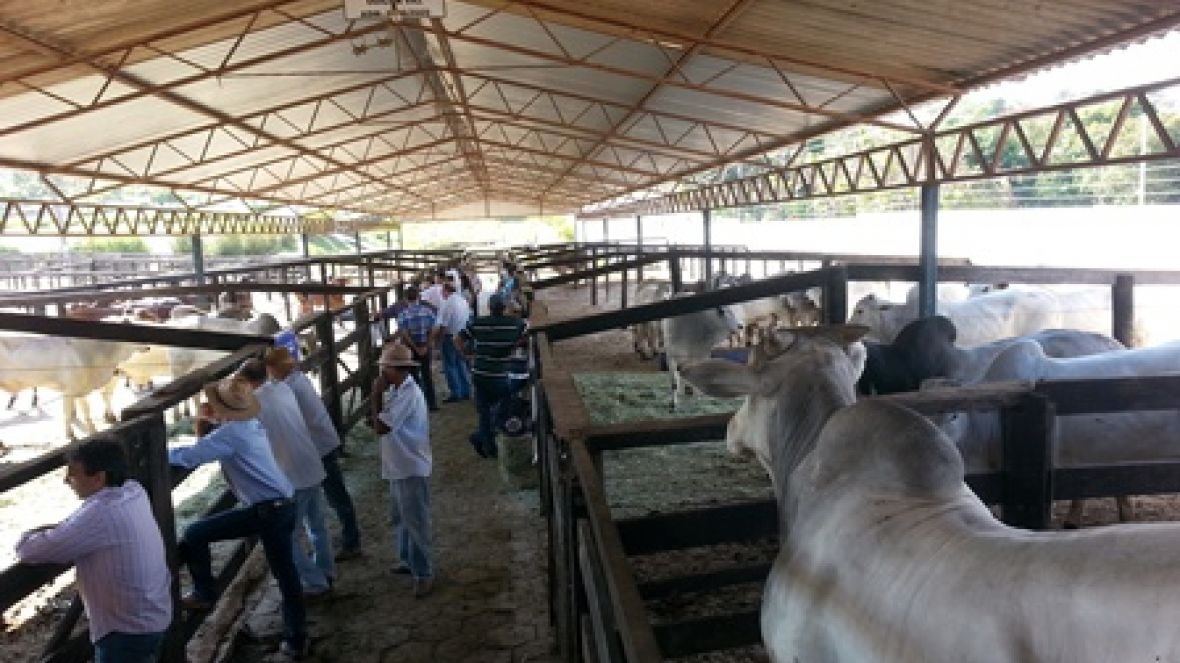 Pró-Genética atende criadores em Goiás