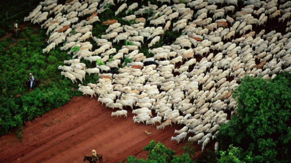 Agronegócio brasileiro busca reconhecimento internacional para medidas sustentáveis   