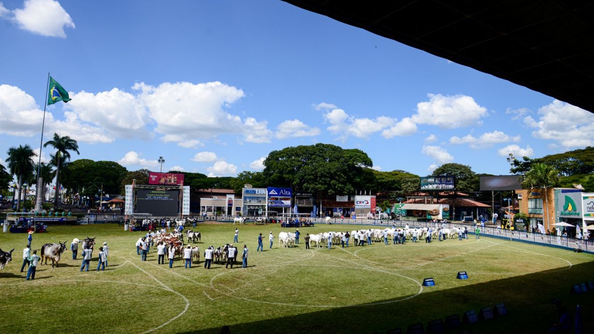 89ª ExpoZebu: entrada de animais participantes de julgamentos será liberada no dia 15 de abril