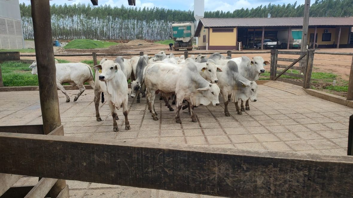 PMGZ Carne: animais passam por pesagem final; abate acontece amanhã