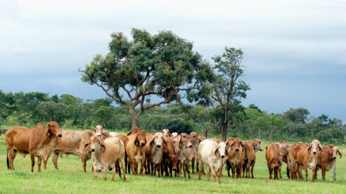 ABCZ lança o 13° Sumário de Touros de Aptidão Leiteira na ExpoZebu