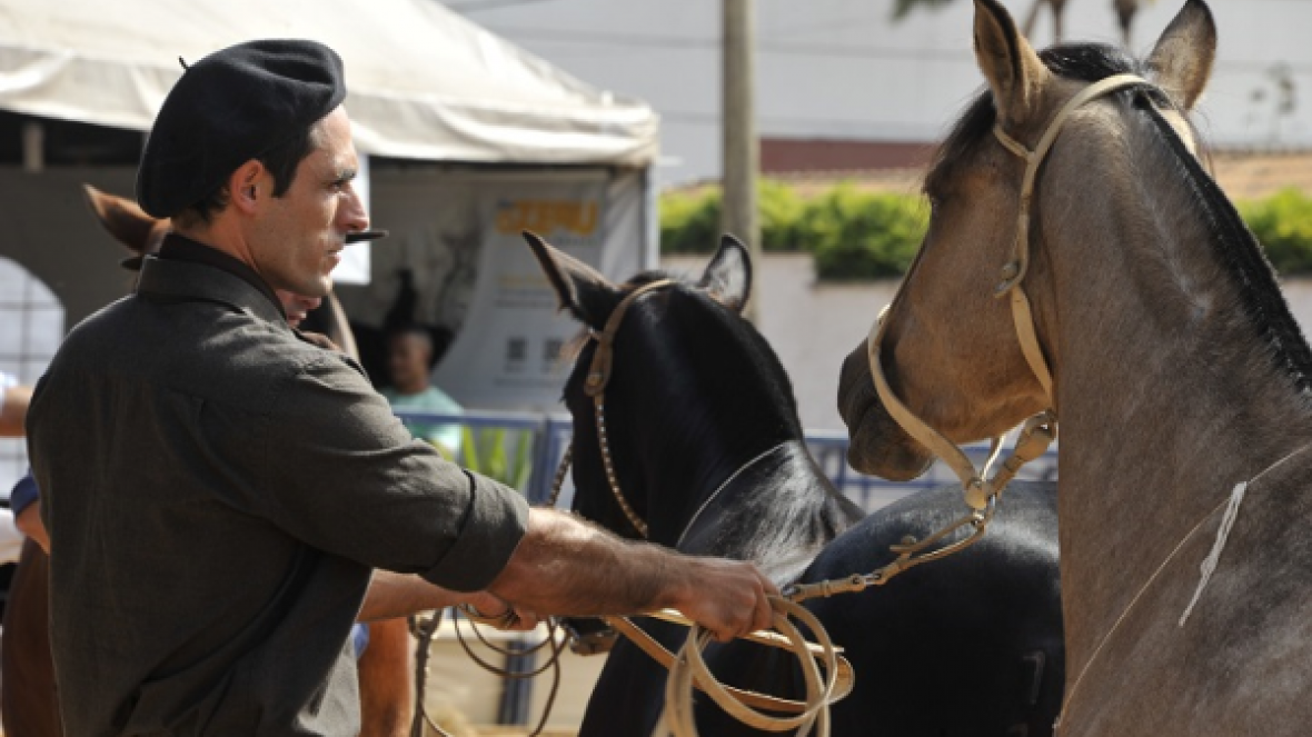 Público da ExpoZebu acompanha prova de morfologia do Crioulo 