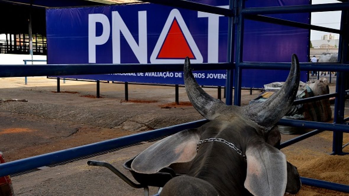 Inscrições abertas para Rebanho Colaborador do PNAT