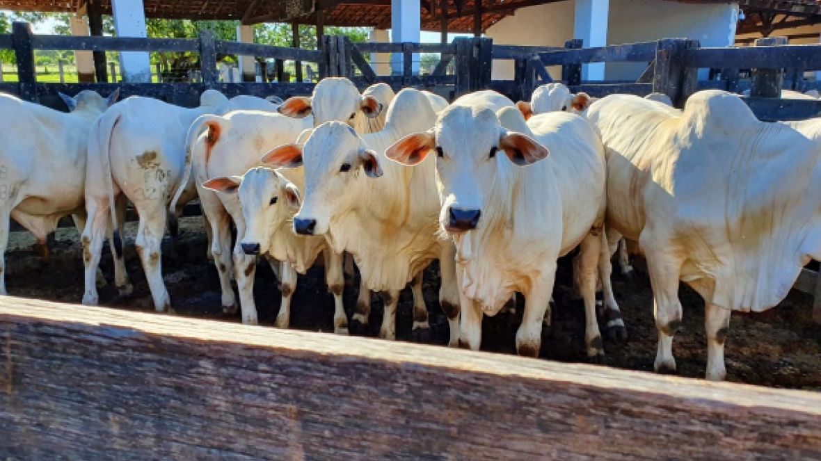 Fazendas Ribeirão conclui primeira Prova de Ganho em Peso do Ceará