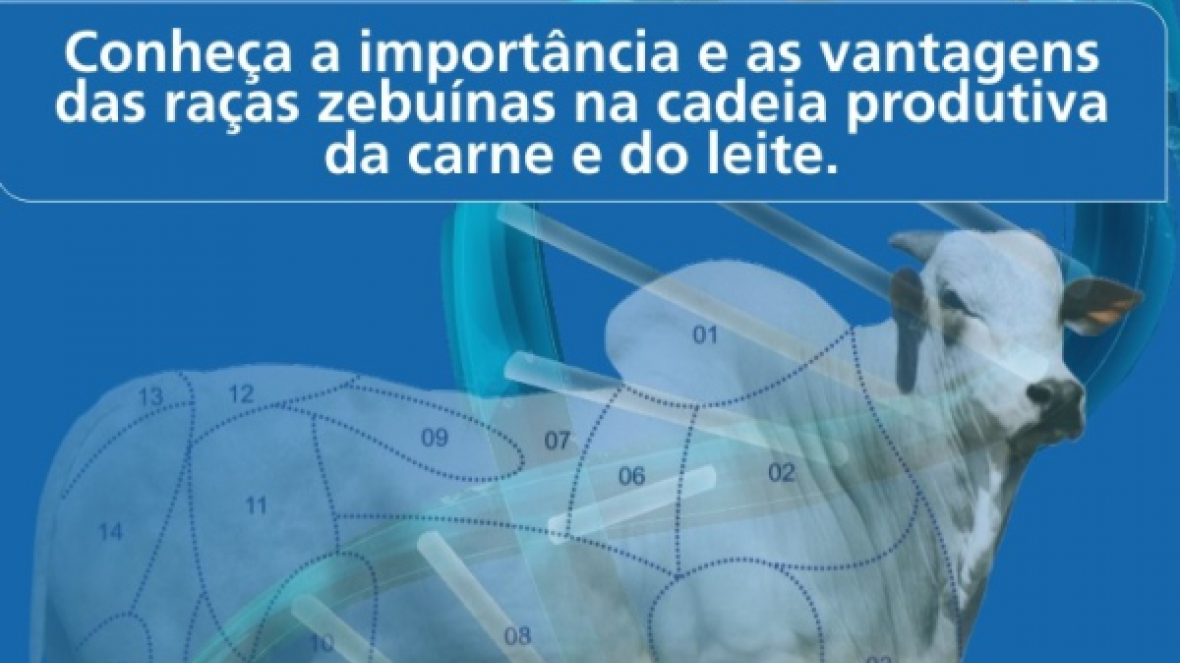 Zebu na Universidade chega a São Paulo
