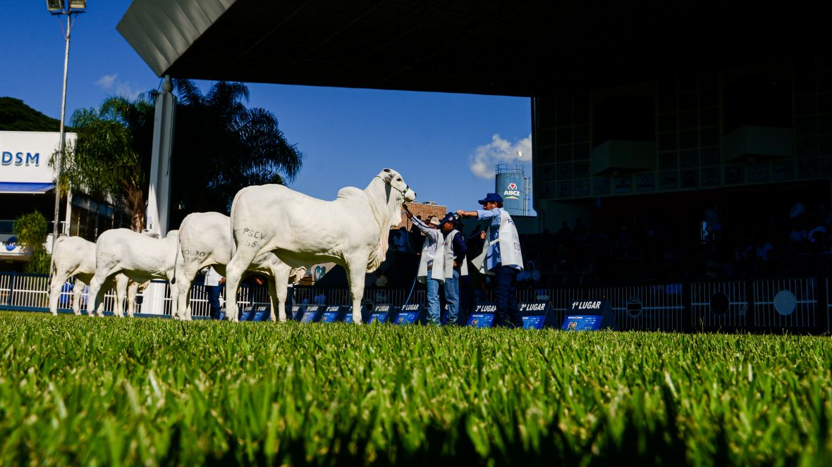 Início dos Dias de Campo e reunião da Ficebu são destaques na 88ª ExpoZebu nesta 4ª feira