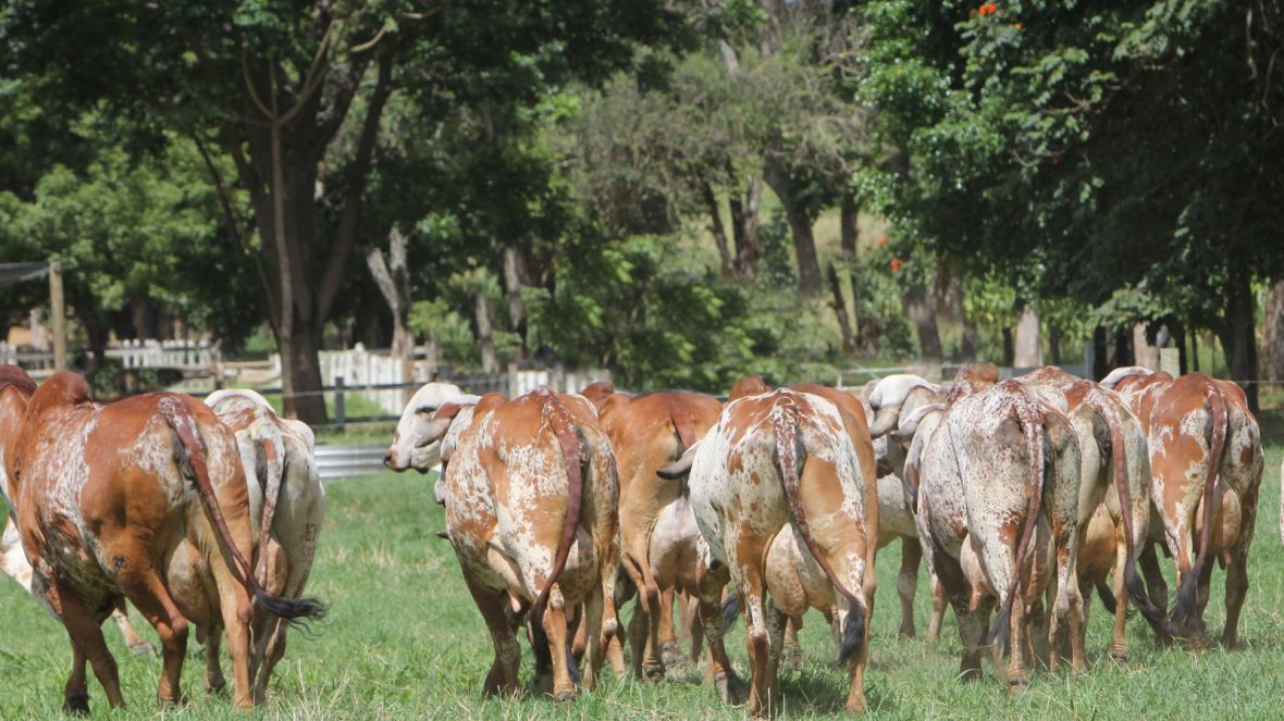 ExpoLeite: ABCZ promoverá Curso de Avaliação Morfológica de Raças Zebuínas Leiteiras
