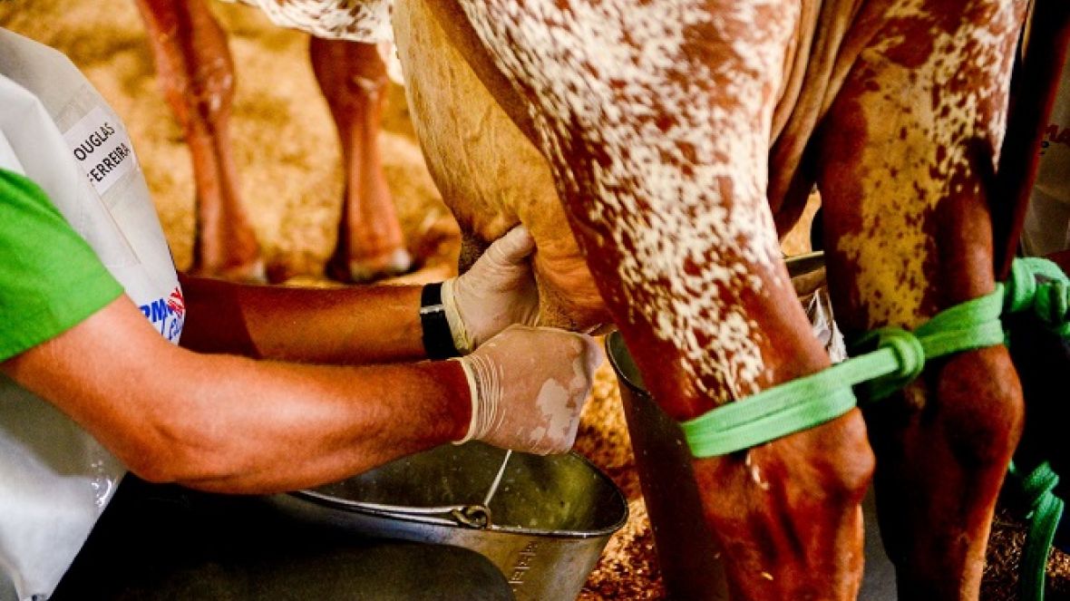 88ª ExpoZebu: primeiras ordenhas preliminares do Concurso Leiteiro são realizadas