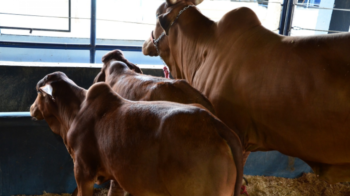 Prêmio Cláudio Sabino Carvalho será uma das atrações da ExpoGenética 2015